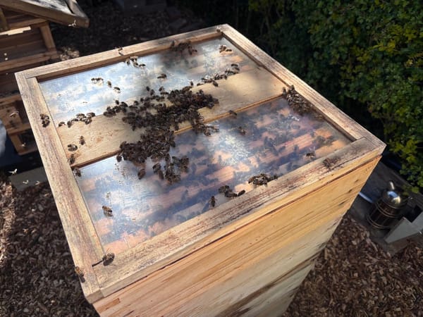 All Things 'Yummy Honey'